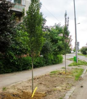 În această toamnă, municipalitatea va planta 610 arbori